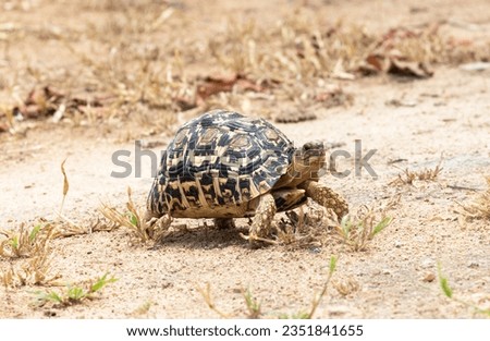 A Leopard Tortoise walks along in the dry savanna in Ruaha National Park. They are the most widespread of the many African Tortoise species, preferring hotter. drier habitats. Royalty-Free Stock Photo #2351841655