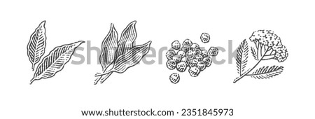 Spice set. Bay leaf, ramson, pile of peppercorns, blooming yarrow.  Hand drawn engraving style illustrations. Royalty-Free Stock Photo #2351845973