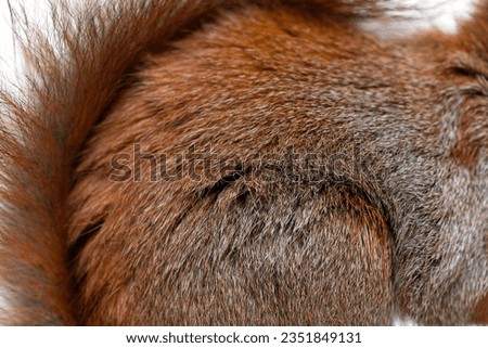 Close-up of a Eurasian red squirrel fur, sciurus vulgaris, one year old, isolated on white Royalty-Free Stock Photo #2351849131