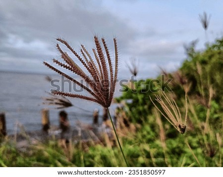 Focus shot of Skeleton grass with blurred sea background
