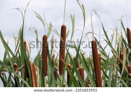 Brown bulrushes, cattails or typha latifolia with green leaves in front of water on a sunny day. Typha latifolia in late summer. Royalty-Free Stock Photo #2351855955