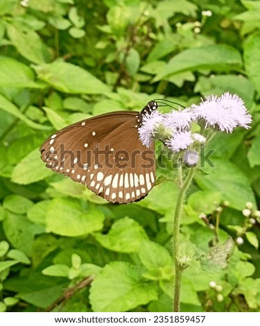 beautiful butterfly on flower hd image butterfly on flower hd stock photo