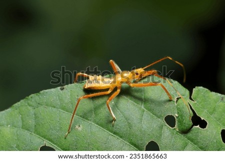 Japanese Ootobisashigame (Isyndus obscurus) assassin bug larvae on a forest green leaf (Nature closeup macro photograph)