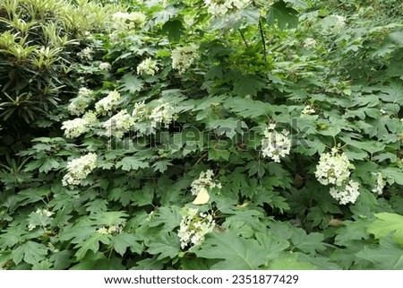 Closeup of the summer white flowering garden shrub hydrangea quercifolia pee wee or Oak leaf hydrangea. Royalty-Free Stock Photo #2351877429