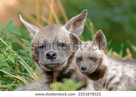 striped hyena with baby, Hyaena hyaena