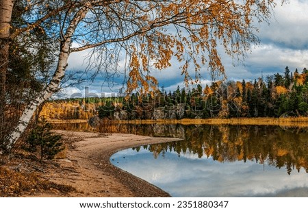 Autumn river birch tree. Birch branches over the river in the autumn forest. Autumn forest river landscape. Birch tree by autumn river Royalty-Free Stock Photo #2351880347