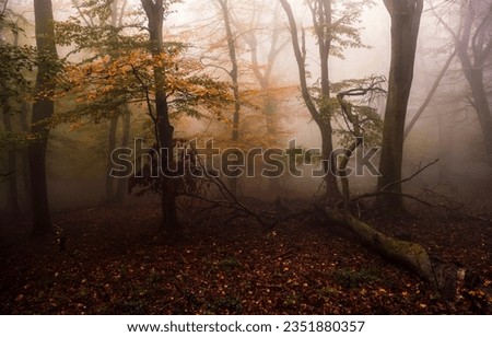 Fog in the autumn forest. Misty forest in autumn. Autumn forest mist. Autumn forest fog Royalty-Free Stock Photo #2351880357