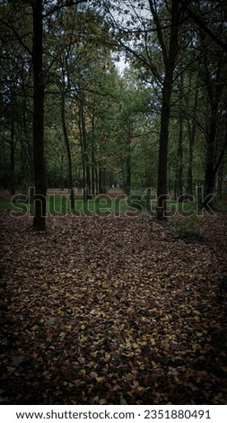 a dark straight line of trees in a branch with a bit of black vignetting