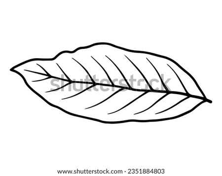 Hand Drawn Leaf Sketch Line Art Illustration