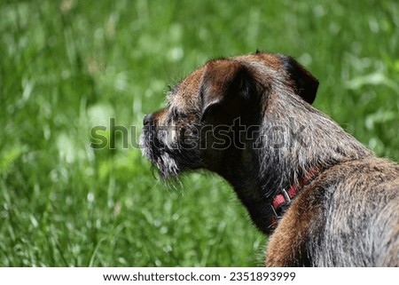 small border terrier dog photographed upclose looking intently into the distance majestically and lovingly