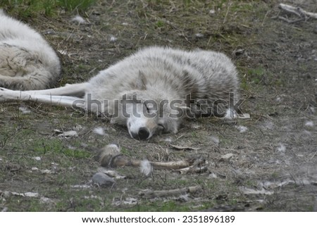 sleepy arctic alaskan wolf laying down on the ground in alaska