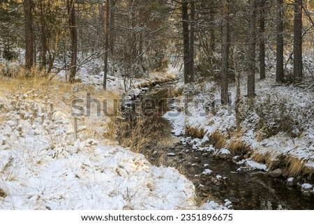 First snow in November  in Norway, the picture was taken in the forest in Innerdalen ( Innset)