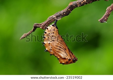 eggfly pupa in the parks