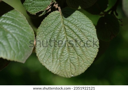 Wayfaring tree leaves - Latin name - Viburnum lantana Royalty-Free Stock Photo #2351922121