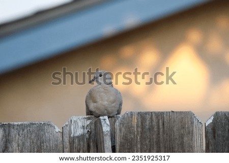 An American mourning dove perched on an old wooden fence.