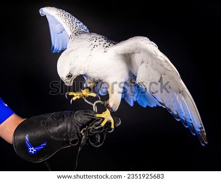 U.S. AIR FORCE ACADEMY, Colo. -- Nova, a three-year-old Gyrfalcon Falcon, the Academy's mascot