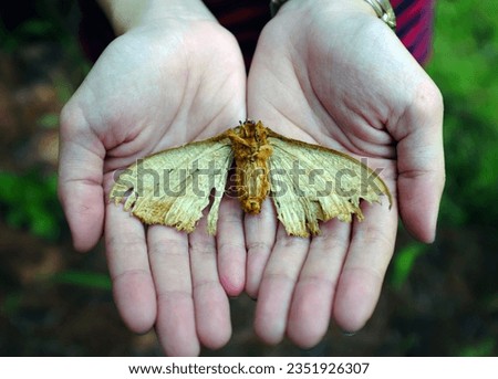 Close-up of a deceased moth placed on a pair of hands. The image conveys a somber and melancholic mood. Frontal view.