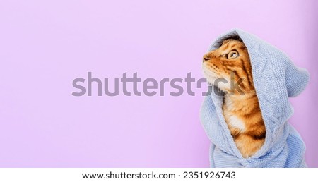 Red cat in a hood on a purple background. Copy space.