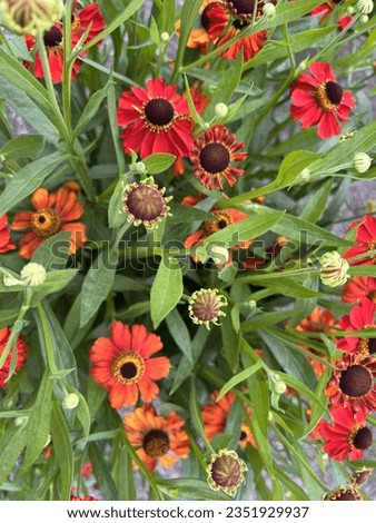 Helenium 'Red Army' (Sneezeweed) flowering in late summer