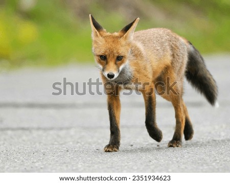 red fox (Vulpes vulpes) crossing the road in Bucegi Mountains, Romania