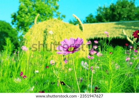 pink cosmos flower blooming in the field.