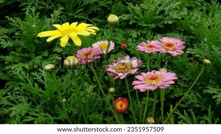 Pink-shaded zinnias in a flower patch. Zinnias around yellow indian chrysanthium. Various beautiful flowers are blooming together.
