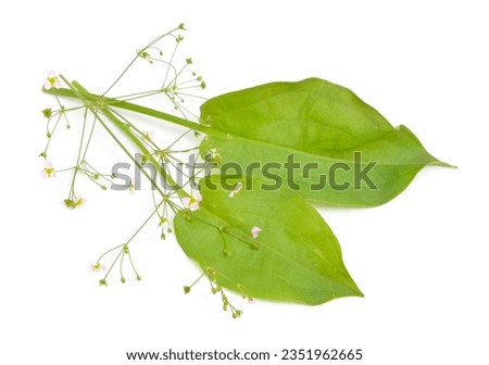 Alisma plantago-aquatica, also known as European water-plantain, common water-plantain or mad-dog weed. Isolated.