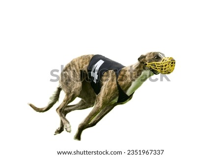 Side view of a super fast sighthound dog wearing black number 4 coat  on a white background . It's got a crazy look of excitement. Royalty-Free Stock Photo #2351967337