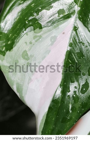green indoor plant philodendron white princess Royalty-Free Stock Photo #2351969197