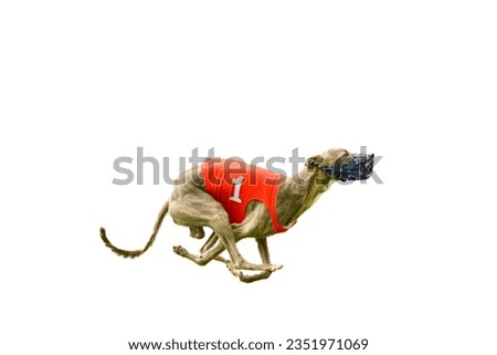 Side view of a running super fast whippet dog with a red number 1 racing jacket on a white background. It's got a crazy look of excitement. Illustration of being number one and the fastest. Royalty-Free Stock Photo #2351971069