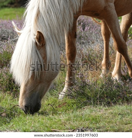 Close-up of a grazing horse. It is a light brown Icelandic horse with white mane, a Palomino Royalty-Free Stock Photo #2351997603