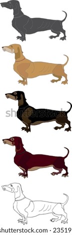 Set Dog Dachshund Flat Illustration Drawing Different Color Animals. Different poses Line drawing pet one line clip-art for design.
