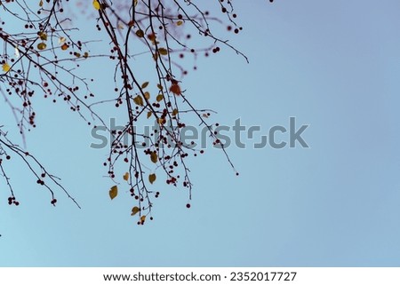 Lacy branches of an autumn tree with apples on an autumn blue sky