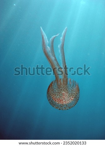                      The pearl jellyfish or luminescent jellyfish belongs to the Pelagiidae family.         