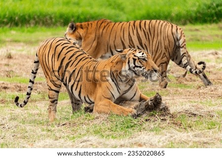  Tigers together background Green with Jungle 