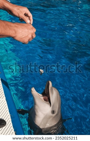 High angle of anonymous male trainer feeding cute dolphin swimming in pool with pieces of fish in zoo on summer day