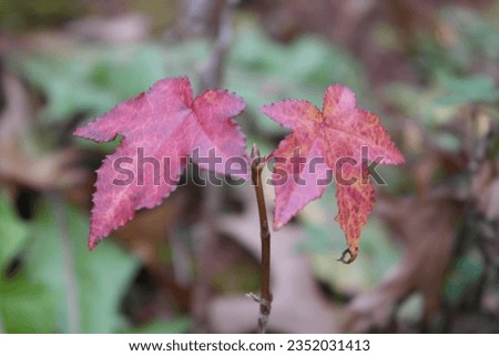 Maple leaves in late autumn