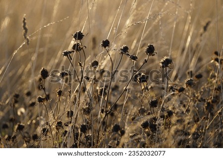 Dry clover in the meadow with sunlit grasses on the background in August