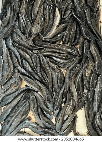 Fresh, small, dark grey cat fishes that are sold alive in the traditional market.