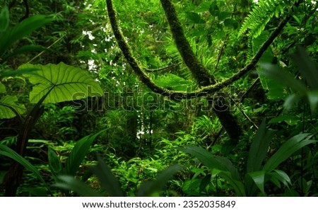 Tropical rainforest in Central America Royalty-Free Stock Photo #2352035849