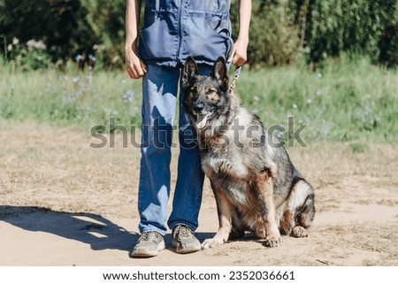 young man stands with zonal gray german shepherd on sand in sunny summer day, green grass and trees in background, cropped image
