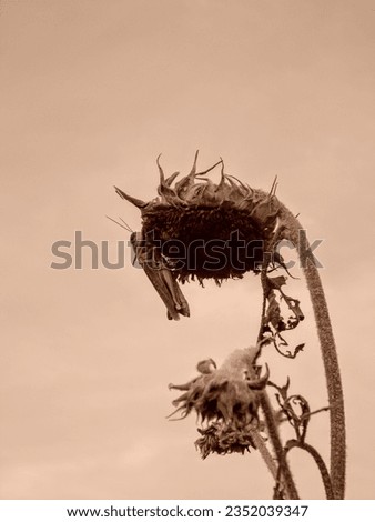 A sepia photograph of a grasshopper on a dried sunflower head in the summer. This picture of the insect and flower was taken during an Oklahoma drought.