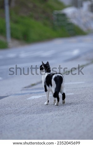 black and white wild cat