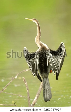 An oriental darter or snakebird (Anhinga melanogaster) is stretching his wings in Keoladeo Ghana National Park formerly known as Bharatpur Bird Sanctuary, Rajasthan, India