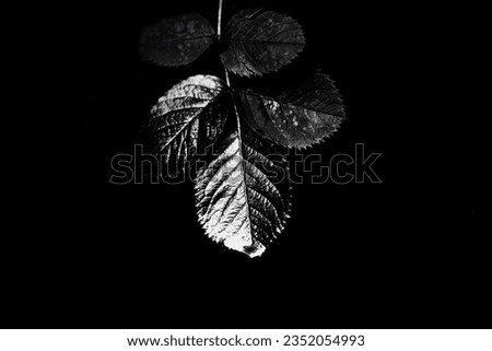 The black and white photograph depicts beautiful rain-soaked leaves of a plant against a black background. Nature beauty, and simplicity, as well as evokes a sense of tranquility and calmness.