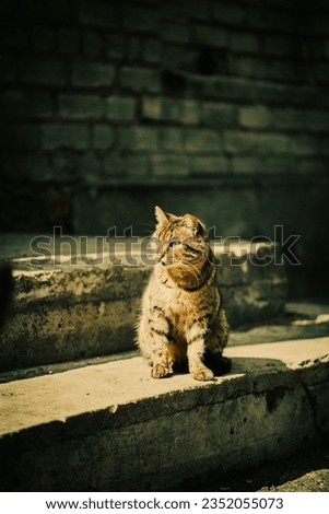 On a sunny day, a tabby homeless cat sits on the steps of a building. Urban animal welfare. Royalty-Free Stock Photo #2352055073