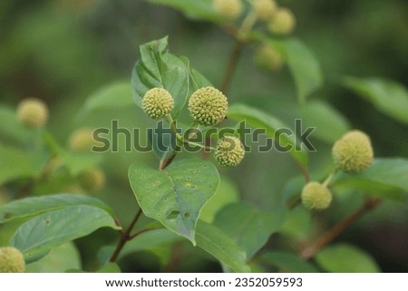 Cephalanthus occidentalis. Flower of rubiaceae known also as buttonbush or common buttonbush.
