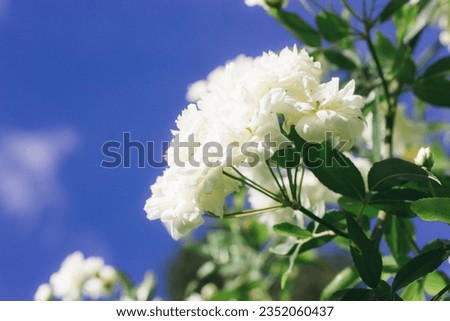 Dreamy mood photo of small white roses on blossoming bush in a garden, rosarium. Petals against clear blue sky in good weather day. Floral postcard for greetings. Inflorescences with delicate petals.