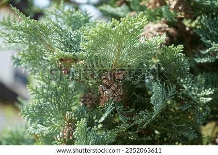 Chamaecyparis lawsoniana with blue needles grows in July. Chamaecyparis lawsoniana, Port Orford cedar or Lawson cypress, is a species of conifer in the genus Chamaecyparis, family Cupressaceae. Berlin Royalty-Free Stock Photo #2352063611