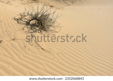 a whimsically curved semicircle plant with pale leaves in the middle of sand covered with patterns from the wind on a sunny day